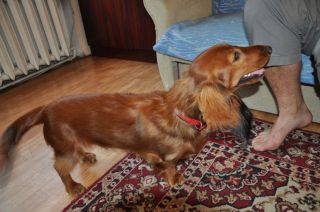 NADIM jamniki Kollapsar